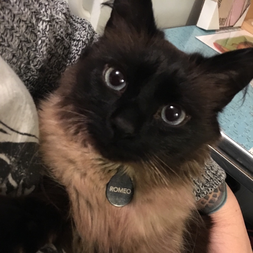 Meet your Posher, Morgan